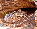 Dangerous South American Rattlesnake On Sand Royalty Free Stock Photo