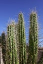 Dangerous Spines of Argentine Toothpick or Stetsonia Coryne Cactus, closeup