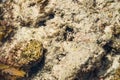 Dangerous Stone Fish close up at the beach portrait Royalty Free Stock Photo