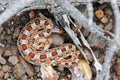 Dangerous tailed viper or Bitis caudalis lurks on the trail