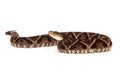 Dangerous Terciopelo Pit Viper Snake Royalty Free Stock Photo