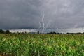 Dangerous thunder and rain storm over corn field Royalty Free Stock Photo