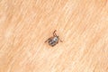 A dangerous tick on human skin Royalty Free Stock Photo