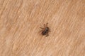 A dangerous tick on skin Royalty Free Stock Photo