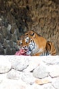 Dangerous tiger eats freshly caught prey