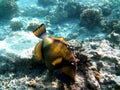 Dangerous titan triggerfish biting at coral rock in Indian Ocean Royalty Free Stock Photo