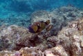 Dangerous titan triggerfish in Indian Ocean Royalty Free Stock Photo