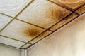 Dangerous toxic fungus mold on the ceiling