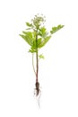 Dangerous toxic plant Giant Hogweed. Forms burns and blisters on skin. Isolated on white background with clipping path. Also known Royalty Free Stock Photo