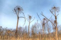 Dangerous toxic plants hogweed