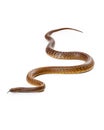 Dangerous Venomous Inland Taipan Snake Royalty Free Stock Photo
