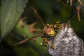 Dangerous wasp building a nest