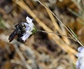 Dangerous wasp called MAMMUT while sucking the flower