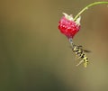 Dangerous wasp flew to ripe red raspberry berry and drinks her j