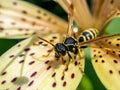 Dangerous wasp sitting on a tiger Lily flower, macro