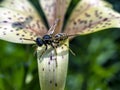 Dangerous wasp sitting on a tiger Lily flower, macro