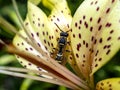 Dangerous wasp sitting on a tiger Lily flower, macro