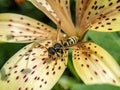 Dangerous wasp sitting on a tiger Lily flower, macro