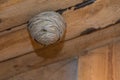 Wasps and their wasp nest