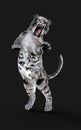 Dangerous White Bengal tiger with Clipping Path.