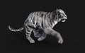 Dangerous White Bengal tiger with Clipping Path.