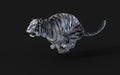 Dangerous White Bengal tiger with Clipping Path.