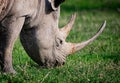 Dangerous white rhinocerous eats grass in Kenya Royalty Free Stock Photo