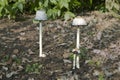 dangerous white toadstools Royalty Free Stock Photo