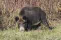 Dangerous wild boar, hunting trophy with large tusks Royalty Free Stock Photo