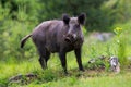 Dangerous wild boar looking into camera on a glade in Low Tatras national park