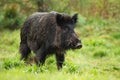 Dangerous wild boar male with white tusks on green meadow in summer