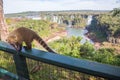 Wild coati nasua posing on Brazilian side of Iguazu falls national park. Argentinian side of Iguazu falls in the background. Royalty Free Stock Photo