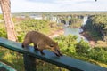 Wild coati nasua posing on Brazilian side of Iguazu falls national park. Argentinian side of Iguazu falls in the background. Royalty Free Stock Photo