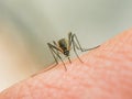 Dangerous Zica virus aedes aegypti mosquito on human skin