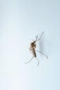 Dangerous Zika Infected Mosquito on Wall. Leishmaniasis, Encephalitis, Yellow Fever, Dengue, Malaria Disease, Mayaro or Zika Virus