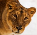 dangerouse lion (Panthera leo) lioness snowy head in detail Royalty Free Stock Photo