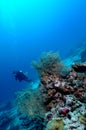 Dangerously beautiful aceh indonesia scuba diving