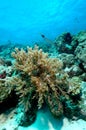 Dangerously beautiful aceh indonesia scuba diving