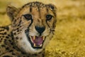 Dangerously looking angry cheetah showing her teeth