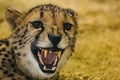 Dangerously looking angry cheetah showing her teeth Royalty Free Stock Photo