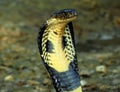 Dangerously poisonous snake very close