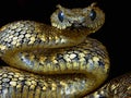 Dangerously poisonous snake very close in ZOO