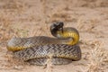 Dangerously venomous Inland Taipan Royalty Free Stock Photo