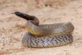 Dangerously venomous Inland Taipan Royalty Free Stock Photo