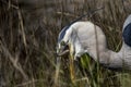 Dangers of monofilament and wildlife Royalty Free Stock Photo