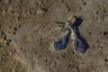 Dangle marcasite silver earrings positioned on a rough, sandy surface, with strong shadows and selective focus