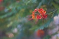 A dangling branch of a blooming callistemon bush Royalty Free Stock Photo