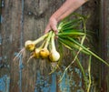 Dangling bunch of fresh onion