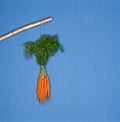 Dangling carrots Royalty Free Stock Photo
