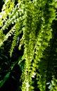 Dangling fern leafs